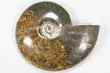 Lot: / to Polished Ammonite Fossils - Pieces #82651-1